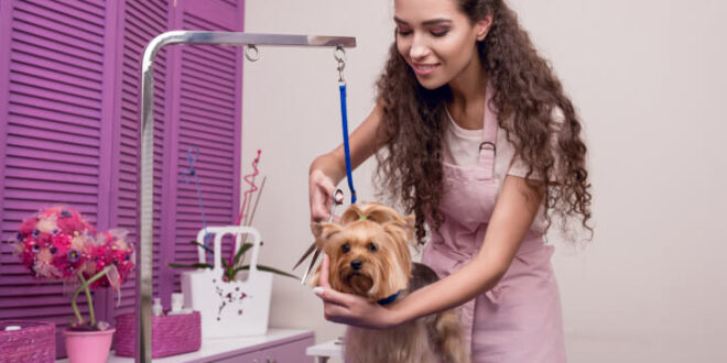 Le toilettage à domicile ou en salon : quelle option choisir pour votre chien ?