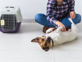 Ce que votre animal de compagnie expérimente lors d’un séjour en pension